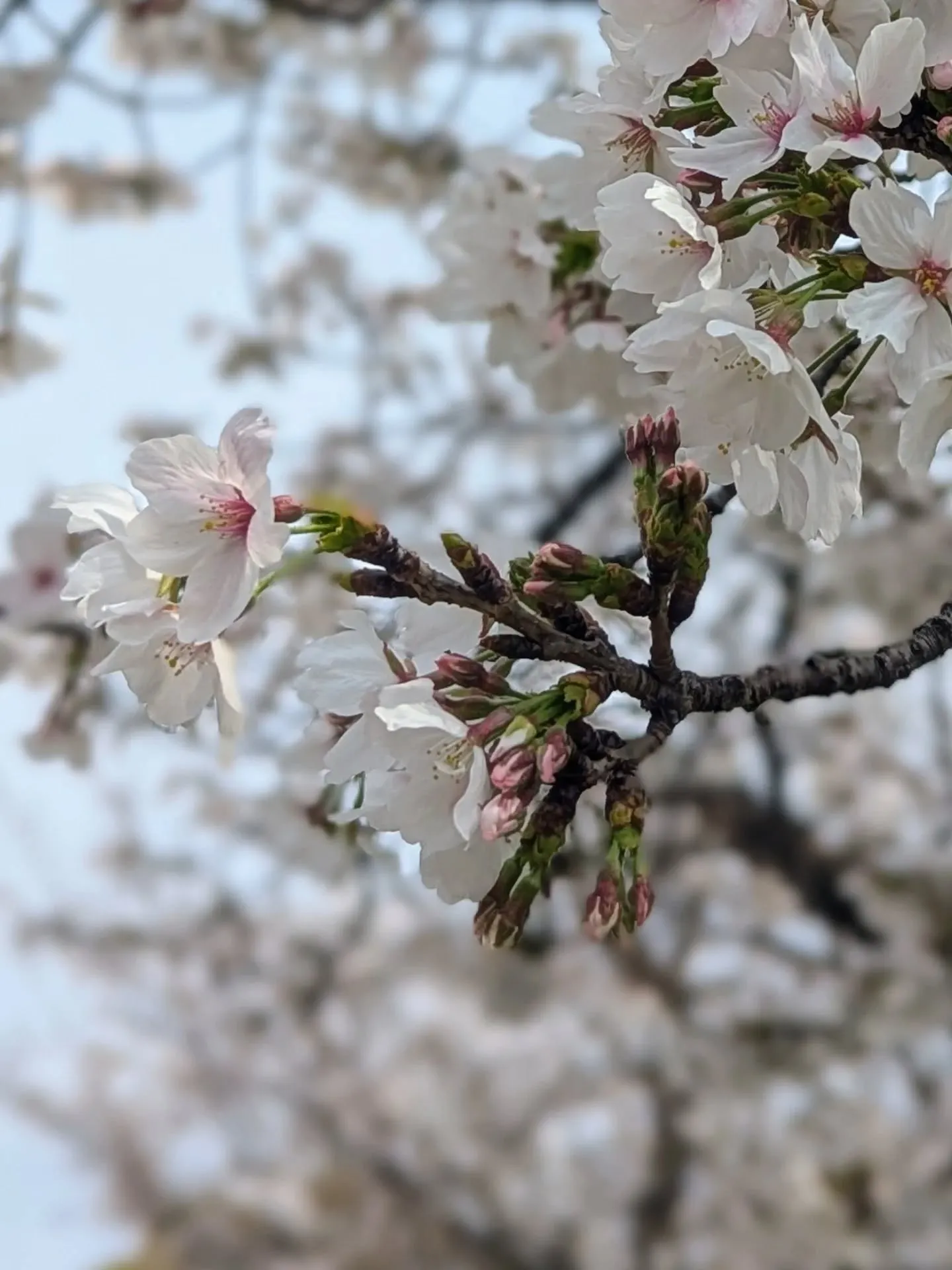 穏やかな陽射しが注ぎ、柔らかな風が吹いています。