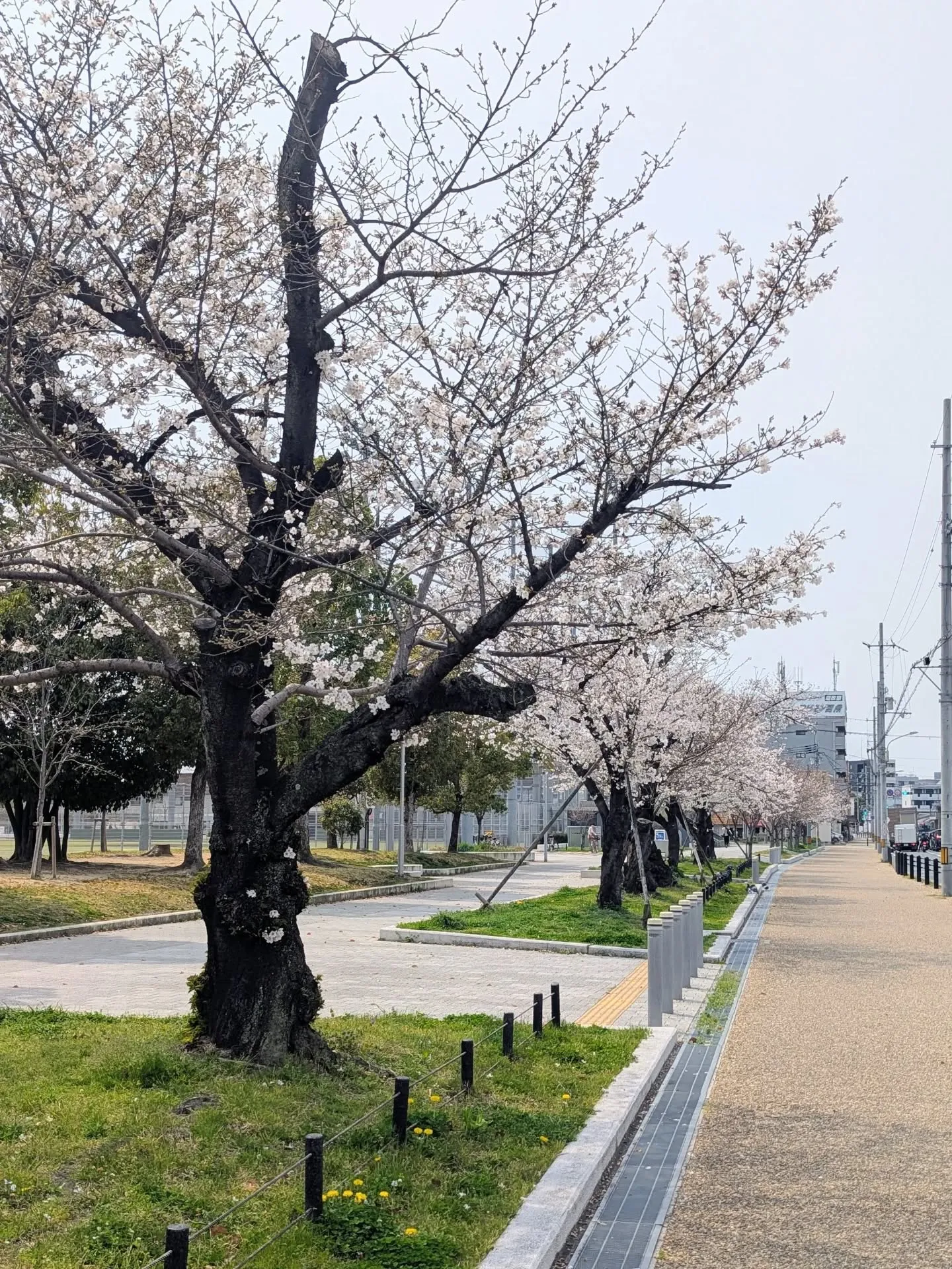 穏やかな陽射しが注ぎ、柔らかな風が吹いています。