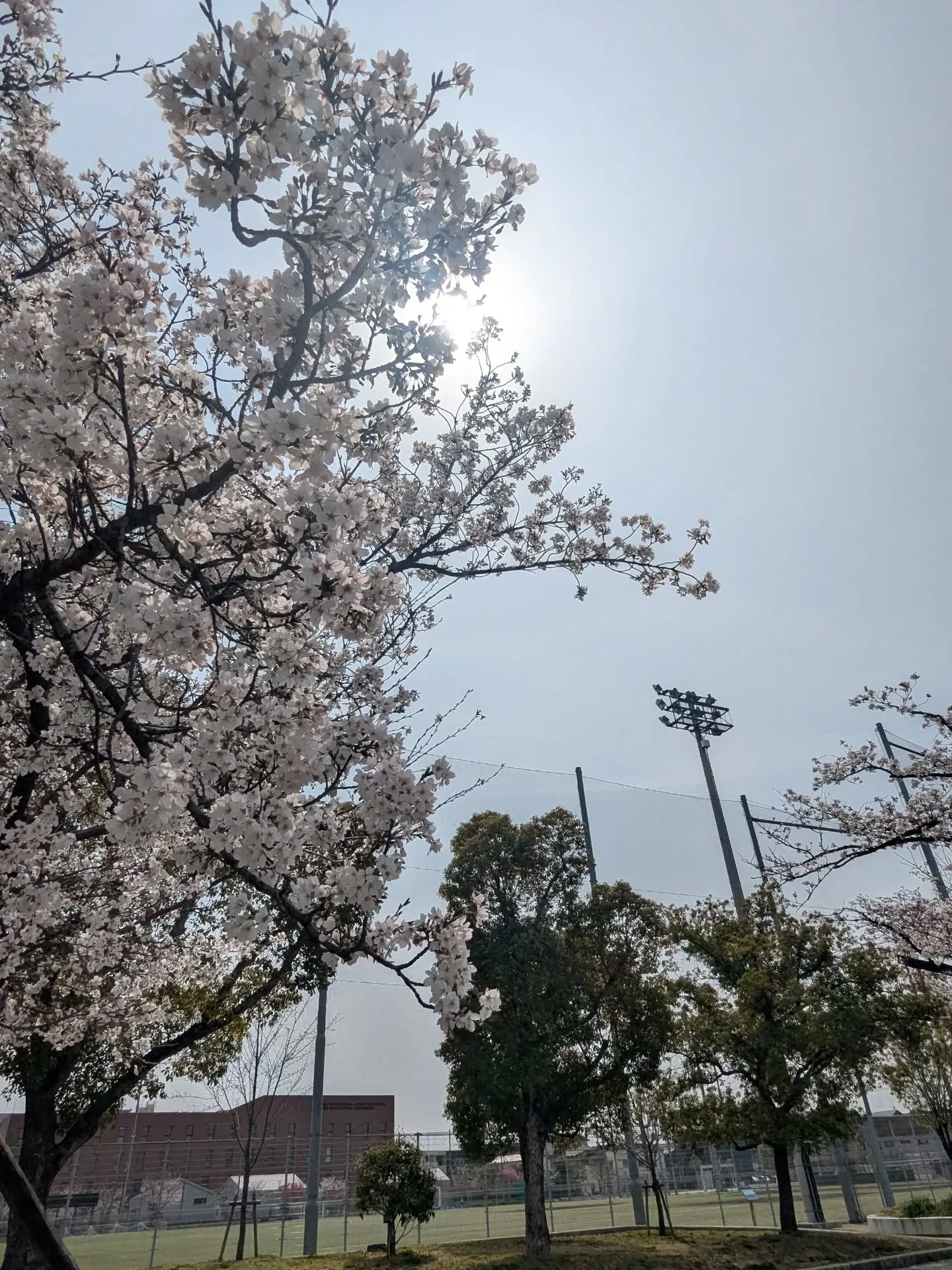 穏やかな陽射しが注ぎ、柔らかな風が吹いています。